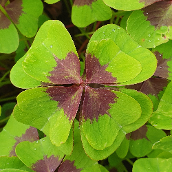Aktivierung deiner "Inneren Kind Wünsche" durch Bearbeitung von Wut, Angst und Traurigkeit